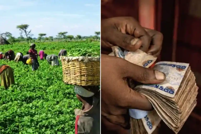 Yobe to launch new agriculture programme to make farming profitable